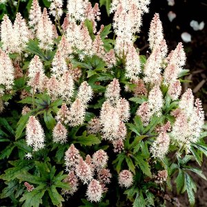 Tiarella ´PINK SKYROCKET´, kont. C2L